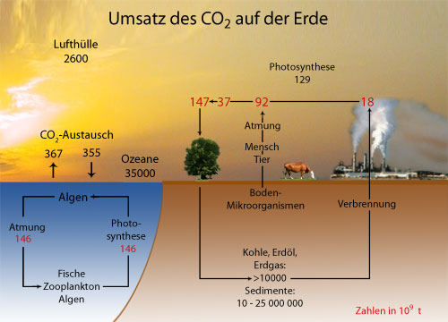 Jährlicher Umsatz des Kohlenstoffdioxids auf der Erde