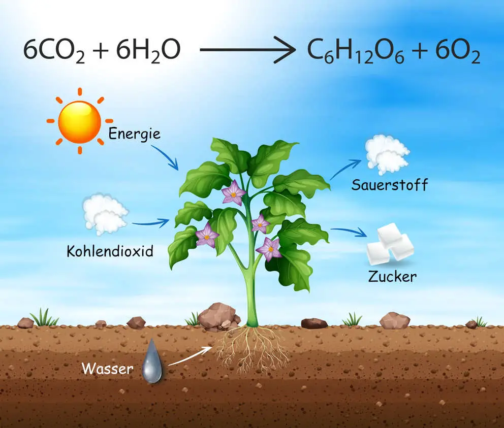 Darstellung der Photosynthese